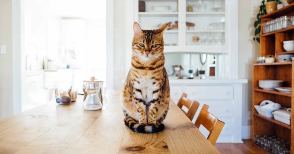 Vigilancia para mascotas cuando no se está en el hogar